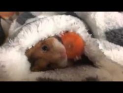 hamster mit moehre im bett