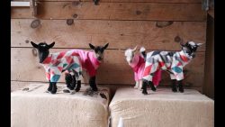 Heute einfach mal nur rumhüpfen heute einfach mal nur rumhuepfen