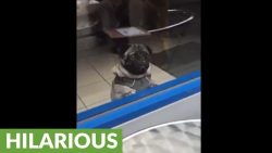 Hey, ich habe auch Hunger hey ich habe auch hunger