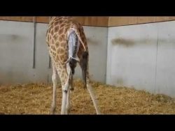 Hier kommt eine Giraffe zur Welt hier kommt eine giraffe zur welt