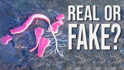 hilfe der speck lebt ja noch