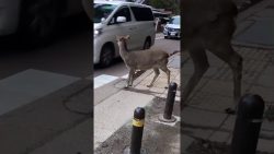 Hirsch geht über den Zebrastreifen hirsch geht ueber den zebrastrei