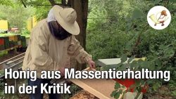 honig aus massentierhaltung in d