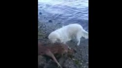 huendin rettet delfinbaby