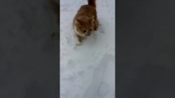 hund aergert katze im schnee