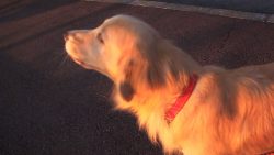 Hund als Sirenenersatz für die Polizei hund als sirenenersatz fuer die