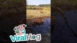 Hund badet im Schlamm hund badet im schlamm