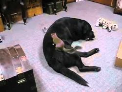 hund beschuetzt das kleine eichh