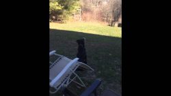 hund denkt der mond waere ein ba