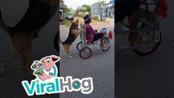 hund faehrt menschen spazieren