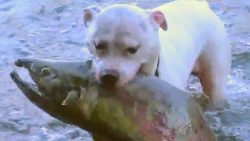 Hund fängt Fische aus dem Fluss hund faengt fische aus dem fluss
