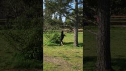 hund findet das perfekte stoeckc