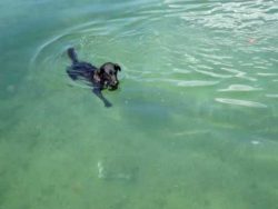 hund fischt im meer nach hummer