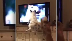 Hund flippt aus wenn er Hunde im Fernsehen sieht hund flippt aus wenn er hunde im