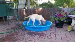 hund fuellt pool selbst mit wass