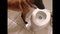 hund geht auf die toilette im ba