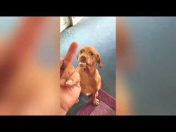 Hund hasst Mittelfinger Kompilation hund hasst mittelfinger kompilat