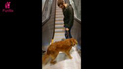 Hund hat Angst vor der Rolltreppe hund hat angst vor der rolltrepp