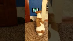 hund hat eigenen fernseher