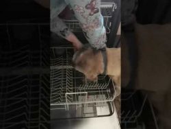 hund hilft beim geschirrspueler