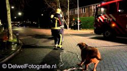 hund hilft der feuerwehr beim ba