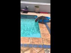 hund holt ball aus swimmingpool