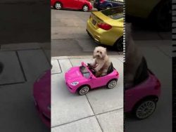 hund im ferngesteuertem auto unt