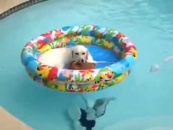 hund im pool