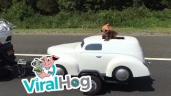 Hund in seinem eigenen Motorradanhänger hund in seinem eigenen motorrada