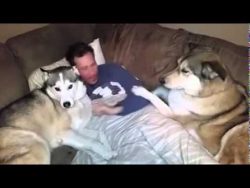 Hund ist extrem eifersüchtig auf anderen Hund hund ist extrem eifersuechtig au