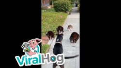 Hund ist im Katzenviertel unterwegs hund ist im katzenviertel unterw