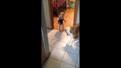 hund lernt baby das huepfen