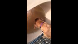 Hund lernt Hund das Rutschen hund lernt hund das rutschen