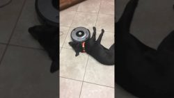 Hund macht keinen Platz hund macht keinen platz