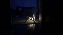 hund macht licht an und aus