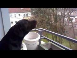 hund macht sirene nach