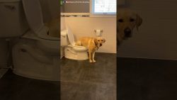 hund magnus geht auf die toilett