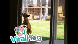 hund oeffnet die schiebetuer vom