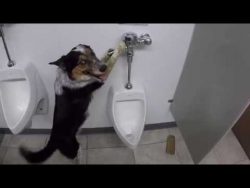 hund pinkelt in ein urinal