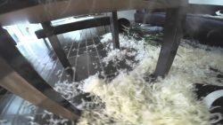 hund randaliert im haus