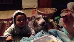 hund sagt mama um an essen zu ko