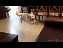 hund schaetzt sprung aufs sofa f