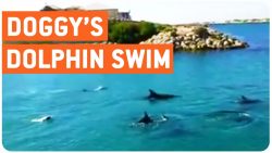 hund schwimmt mit delfinen im wa