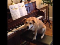 hund singt und macht musik