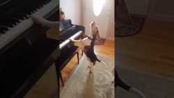 hund spielt klavier und singt da 1