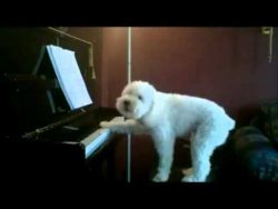 hund spielt klavier und singt da 2
