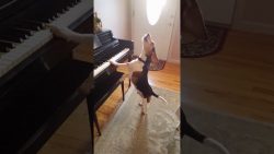 Hund spielt Klavier und singt dabei hund spielt klavier und singt da