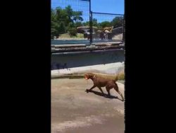 Hund spielt mit sich alleine Stöckchen holen hund spielt mit sich alleine sto