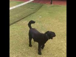 hund springt in ein tennisnetz