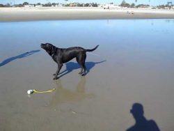 Hund spritzt Wasser aus dem Arsch hund spritzt wasser aus dem arsc